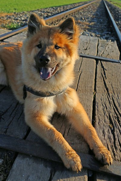 IMG_5173.jpg - Lachendes Hundegesichtchen