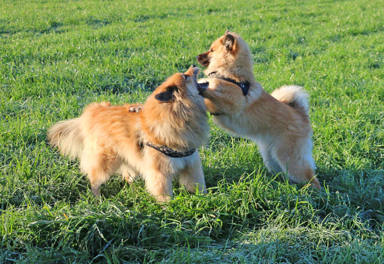 IMG_5246.jpg - Die zwei spielen toll zusammen