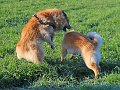 IMG_5238