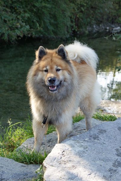 14_legro_steh.jpg - Fotogen