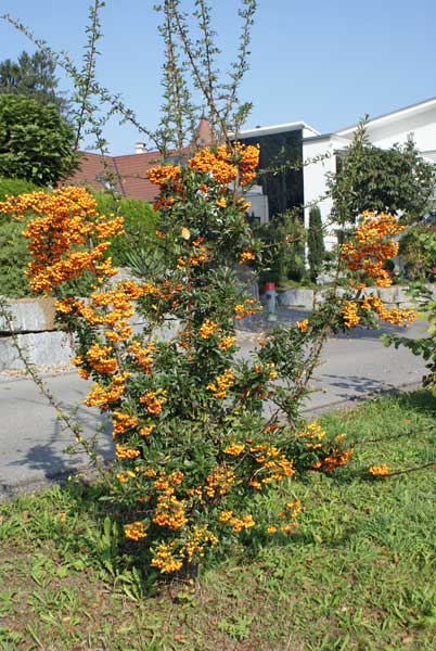 18_beerenstrauch.jpg - Leuchtende Farben