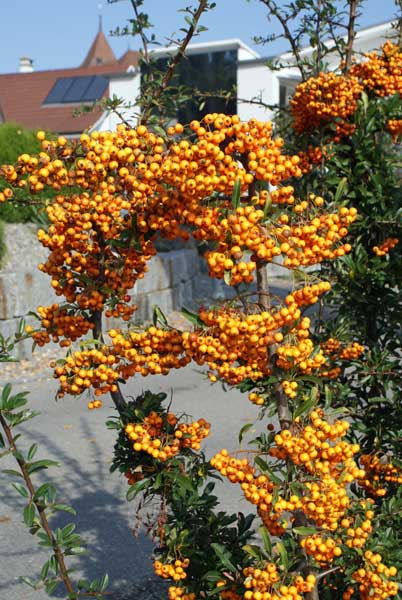 19_beeren_orange.jpg