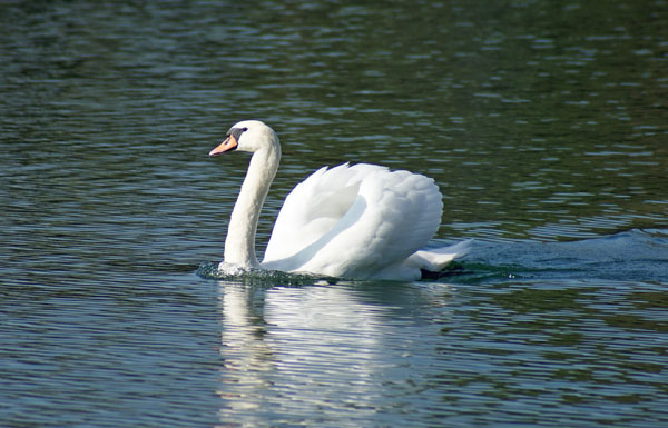 25_schwan.jpg - Ob das wohl Mama oder Papa ist?