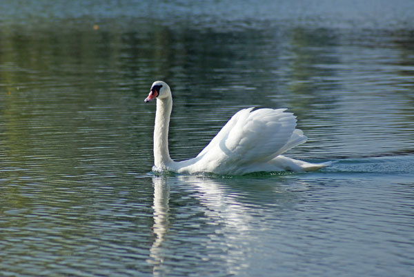 26_schwan_sicht.jpg - Schwäne sind stolze und einfach wunderschöne Tiere...