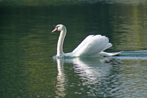27_schwan_seitlich.jpg - ...und als Fotomotiv immer wieder toll