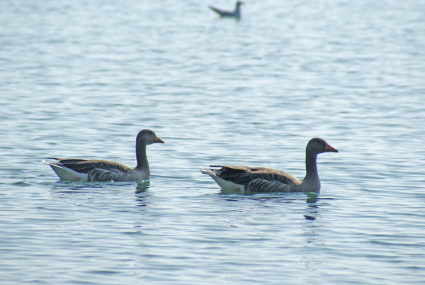 31_wassergaense.jpg - Noch mehr geflügelte Motive auf dem See