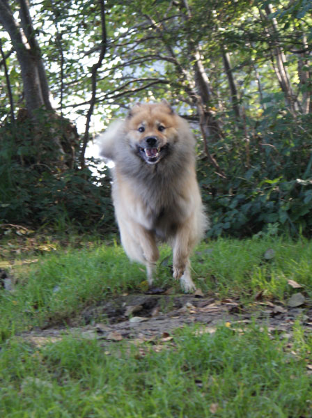 37_legro_abheben.jpg - Flughund? Fliegender Eurasier? Oder doch einfach Legro im Schweinsgalopp?
