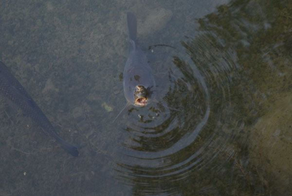 3_fisch.jpg - Fischzucht