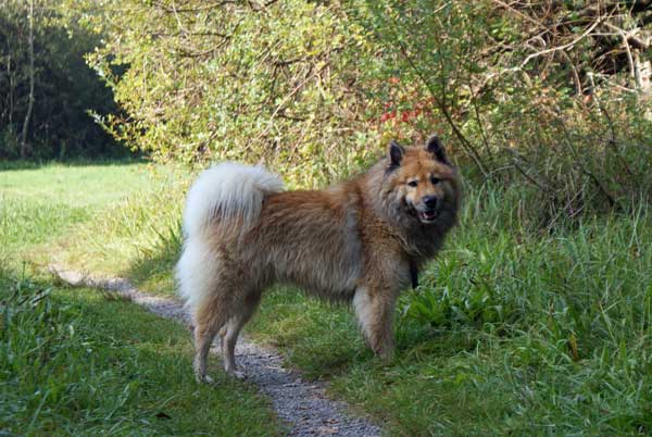 40_legro_stehend.jpg