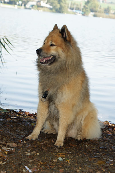 41_legro_amsee.jpg - Legro darf nochmals als Model fungieren...