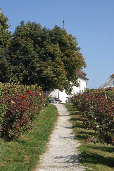 50_rosenweg.jpg - Der Weg hoch zur Kappelle ist mit vielen Rosenbüschen gesäumt