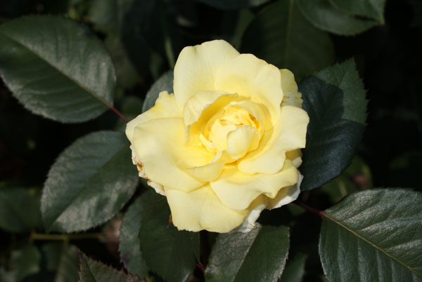 51_rose_gelb.jpg