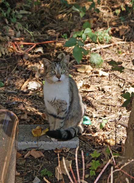 56_katze.jpg - Hallo Miezekatze