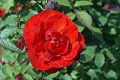 47_rose_rot