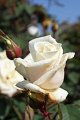 48_rose_weiss