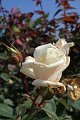 49_rose_weiss_tropfen