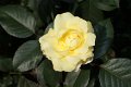 51_rose_gelb