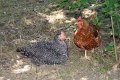 55_huehnerpaar