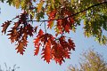 56_herbstleuchten