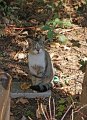 56_katze