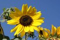 57_sonnenblume