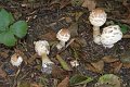 58_pilze