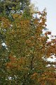 5_herbstlaub