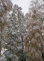 DSC06590