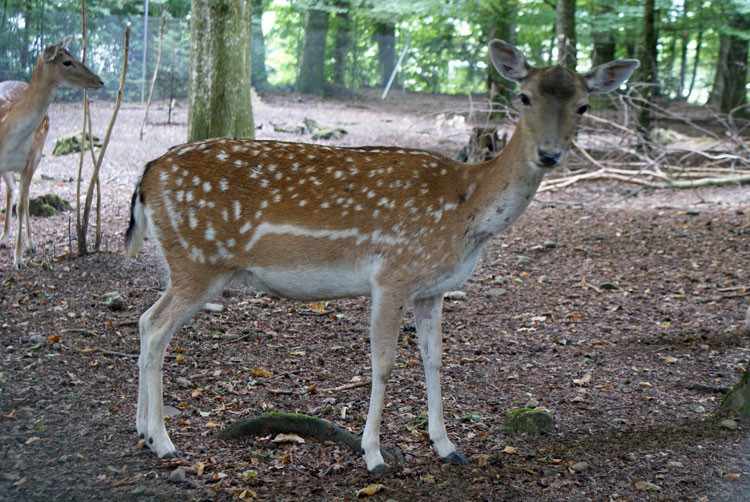 10_hirschpark.jpg - Besuch im Hirschpark "Hasenwart"