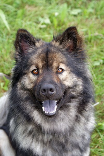 22_sayuri_portrait.jpg - ...eine richtig süsse Fellnase.