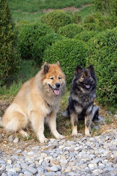 2_legro_sayuri.jpg - Legro von der Ruine Blumenstein und Sayuri vom Tödiblick auf einem gemeinsamen Sonntagsspaziergang.