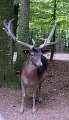 11_hirsch