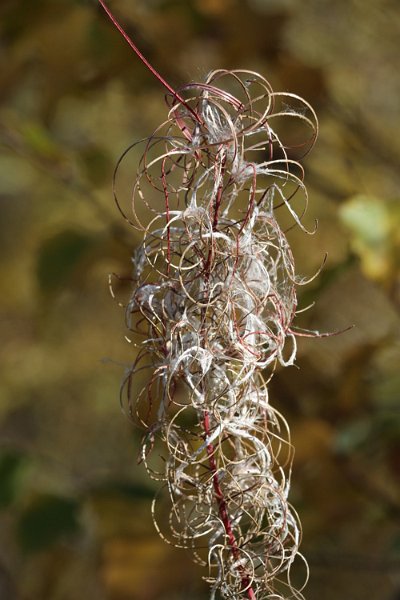 IMG_5134.jpg