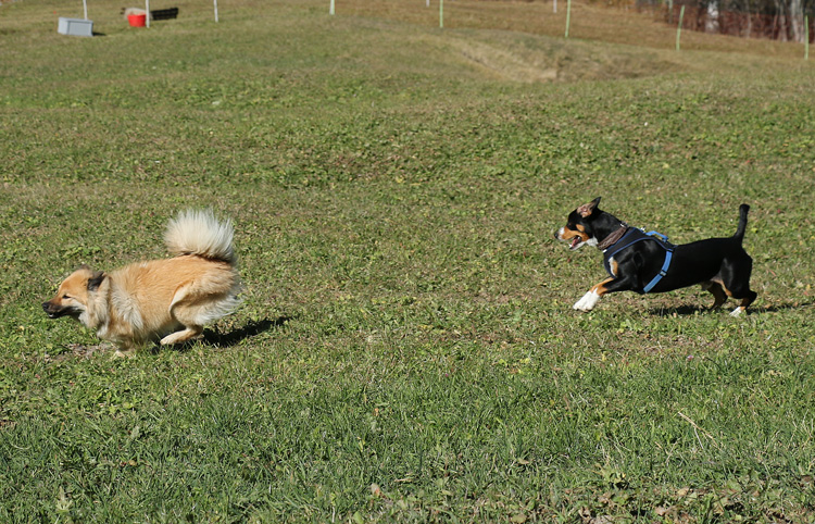 IMG_5688.jpg - Noch ein neuer Freund! Arko und Okelani hatten viel Spass zusammen. Arko war mit seinem Frauchen und seiner Entlebucher-Mitbewohnerin in der Ferienwoche.