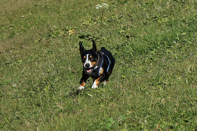 IMG_5712.jpg - Arko mit fliegenden Ohren