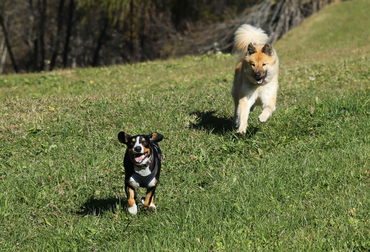 IMG_5735.jpg - Da strahlt die pure Lebensfreude aus den Hundegesichtern