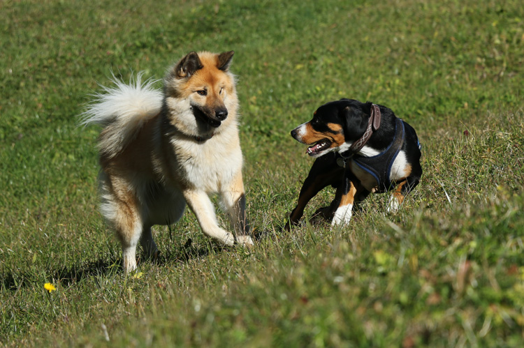 IMG_5746.jpg - Komm, lass uns noch eine Runde spielen!