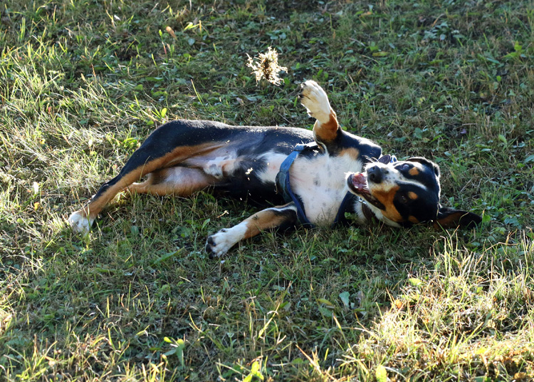 IMG_5769.jpg - Aaaah - und jetzt ein bisschen Wellness...