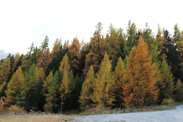 IMG_5881.jpg - Nochmals herrliche Herbstfarben