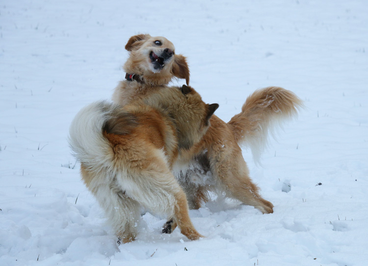 IMG_1547.jpg - Herrlich der Gesichtsausdruck beim Goldie!