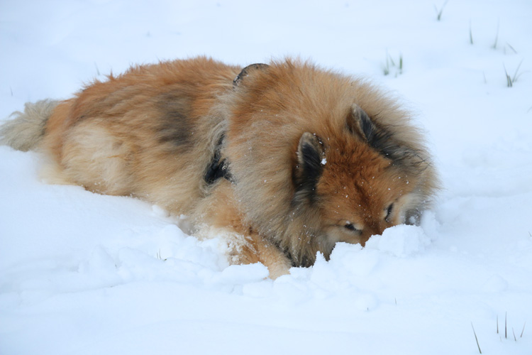 IMG_1641.jpg - Legro pflügt im Schnee