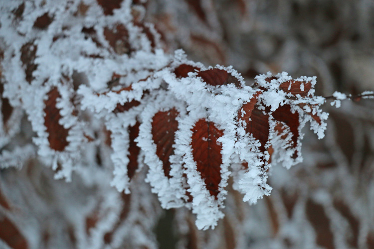 IMG_1905.jpg - Noch mehr Winterzauber in der Natur