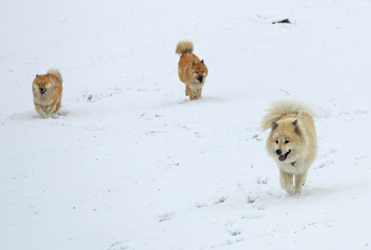 IMG_9458.jpg - Phoebe, Okelani und Gwen geniessen das Winter-Feeling
