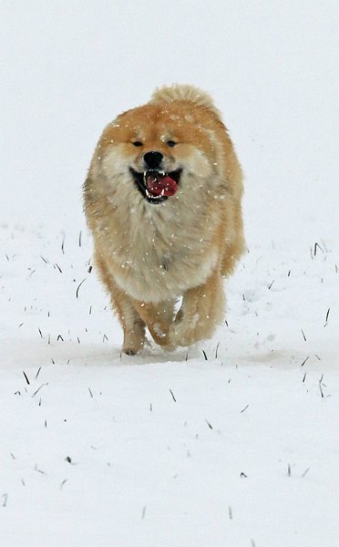 IMG_9548.jpg - Phoebe mit big-smile im Gesicht und dafür ohne Ohren...