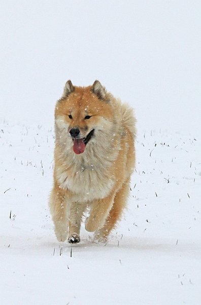 IMG_9554.jpg - Phoebe ist eine richtige Frohnatur