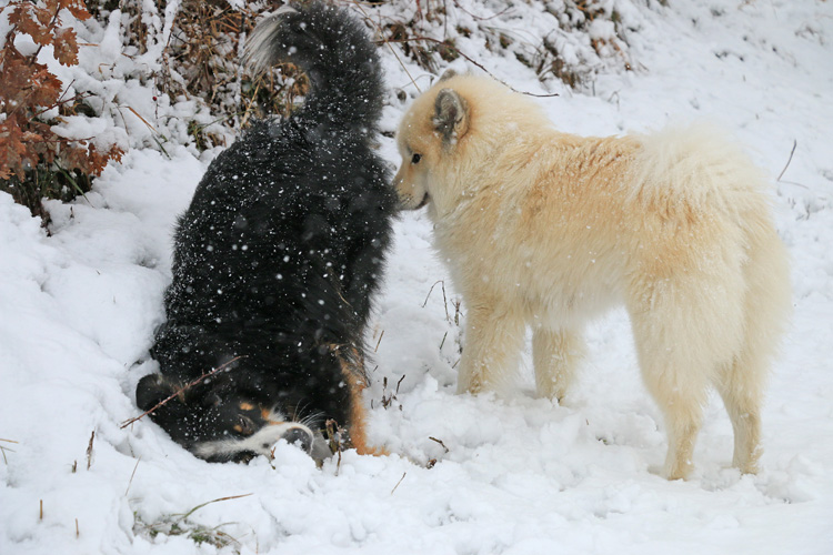 IMG_9579.jpg - Gissmo und Gwen