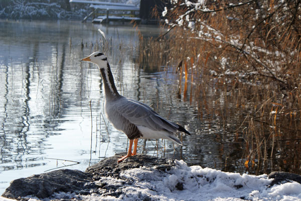 gans_ente.jpg - Nicht gerade Fotoscheu...