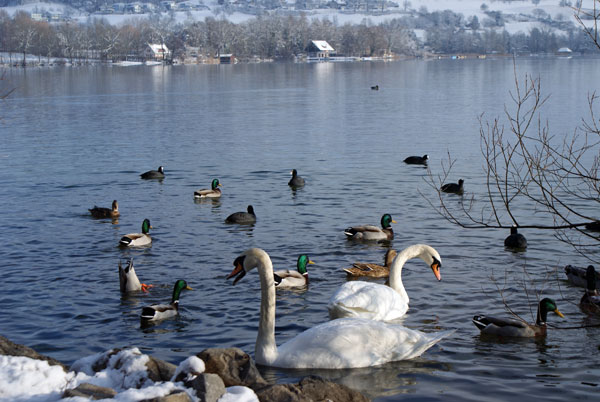 seevoegel.jpg - bevölkerter Sempachersee