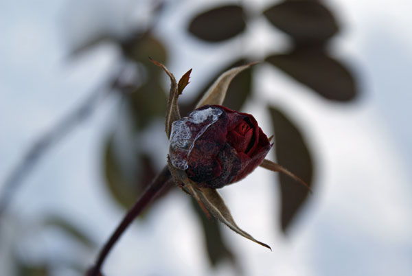 winterrose_1.jpg - Vom Frost überrascht