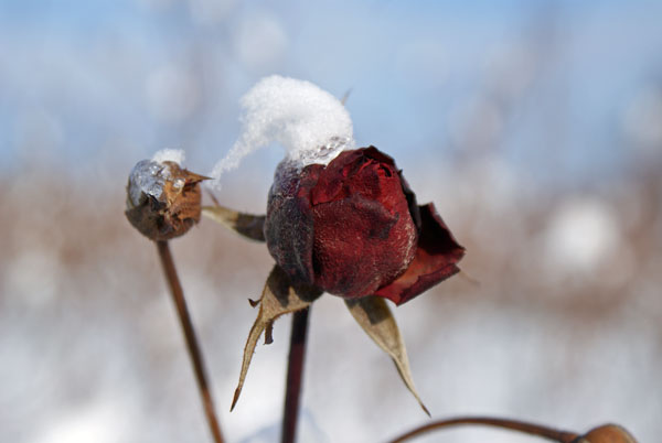 winterrose_2.jpg - Wunderschön